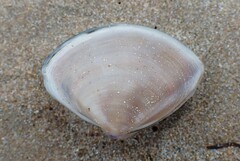 Austromactra rufescens