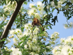 Papilio ornythion ornythion