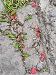 Digitaria radicosa