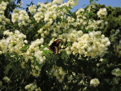 Papilio ornythion ornythion