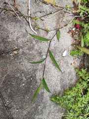 Digitaria radicosa