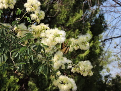 Papilio ornythion ornythion