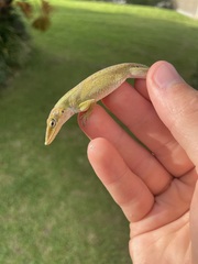 Anolis carolinensis