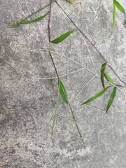 Digitaria radicosa