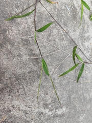 Digitaria radicosa