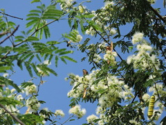 Papilio ornythion ornythion