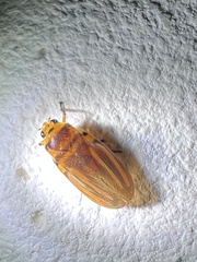 Image of Ocoaxo costaricanus