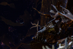 Ophiothrix