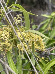 Parsonsia eucalyptophylla