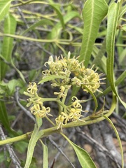 Parsonsia eucalyptophylla