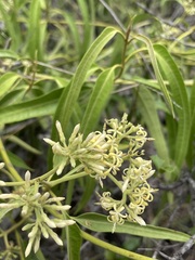 Parsonsia eucalyptophylla