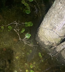 Siren lacertina