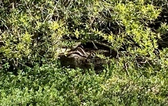 Sylvilagus audubonii