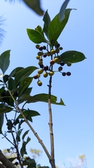 Aidia cochinchinensis