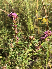 Lespedeza stuevei