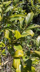 Aidia cochinchinensis