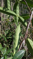 Anodendron affine