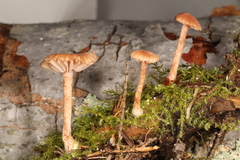 Laccaria laccata pallidifolia