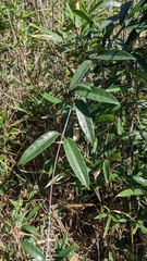 Anodendron affine