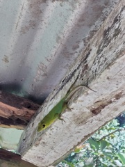 Anolis trinitatis