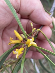 Persoonia falcata