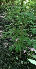 Lindera melissifolia