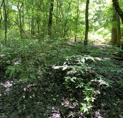 Lindera melissifolia