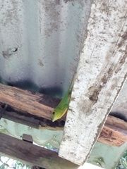 Anolis trinitatis
