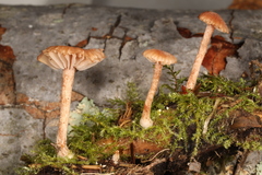 Laccaria laccata pallidifolia