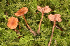 Laccaria ohiensis
