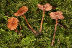 Laccaria ohiensis