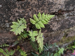 Christella parasitica