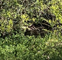 Sylvilagus audubonii