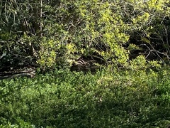 Sylvilagus audubonii