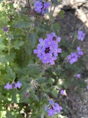 Glandularia gooddingii