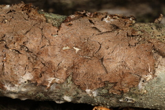 Hymenochaete curtisii