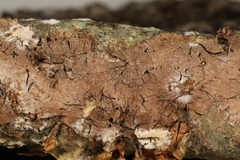 Hymenochaete curtisii