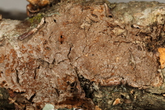 Hymenochaete curtisii