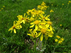 Senecio ampullaceus
