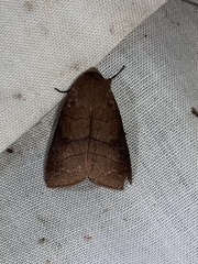 Eriopyga