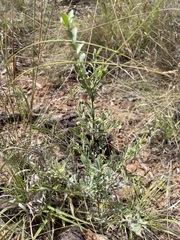 Phyllanthus carpentariae