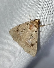 Deinopa signiplena
