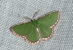 Synchlora pulchrifimbria