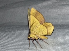 Erastria decrepitaria