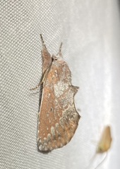 Hemiceras constellata