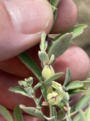 Phyllanthus carpentariae