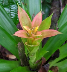 Guzmania lingulata