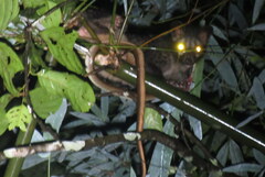 Paguma larvata