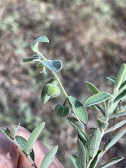 Phyllanthus fuernrohrii