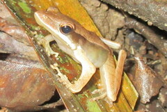 Clinotarsus alticola